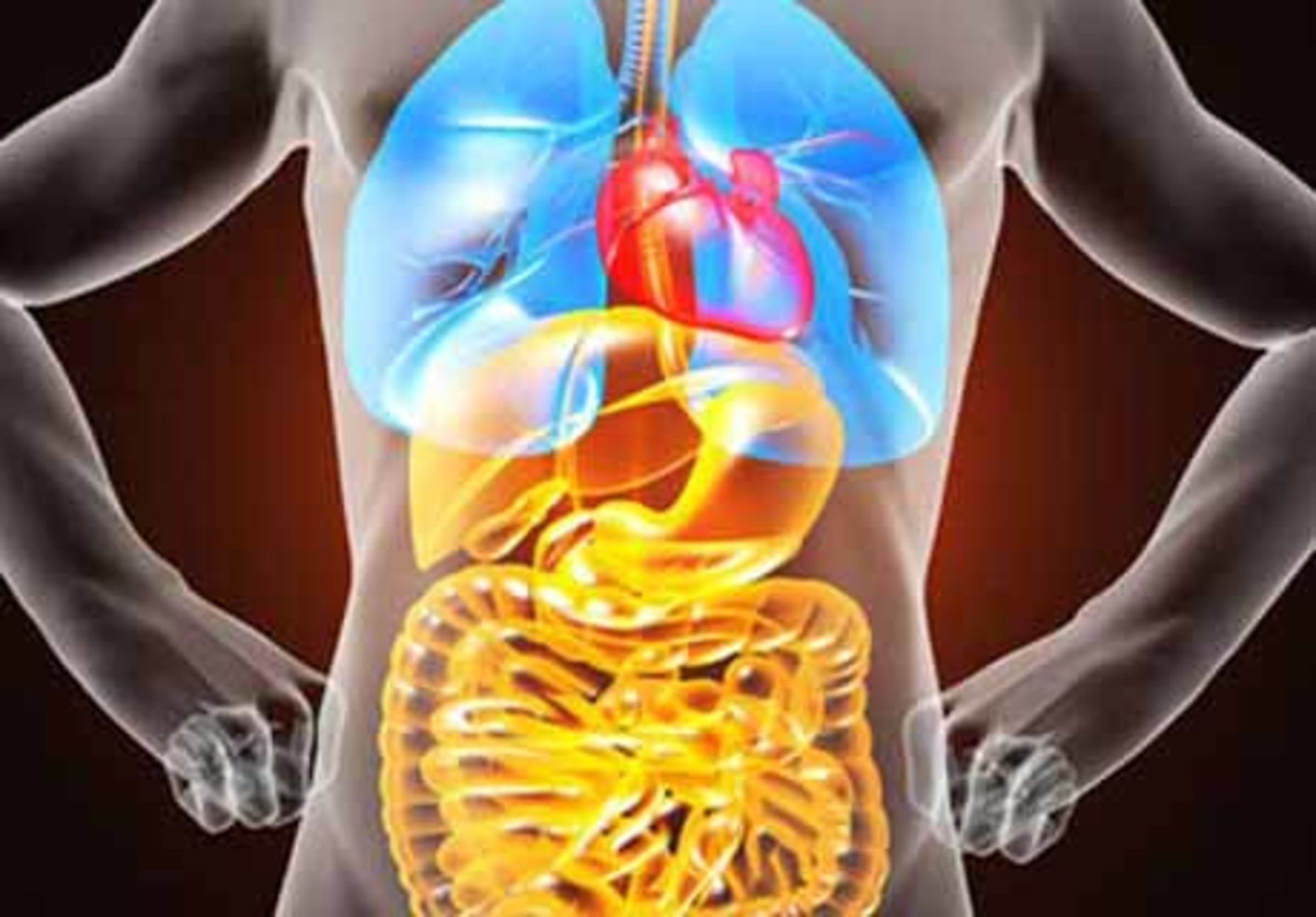 Der menschliche Körper ist ein biologisches Wunder