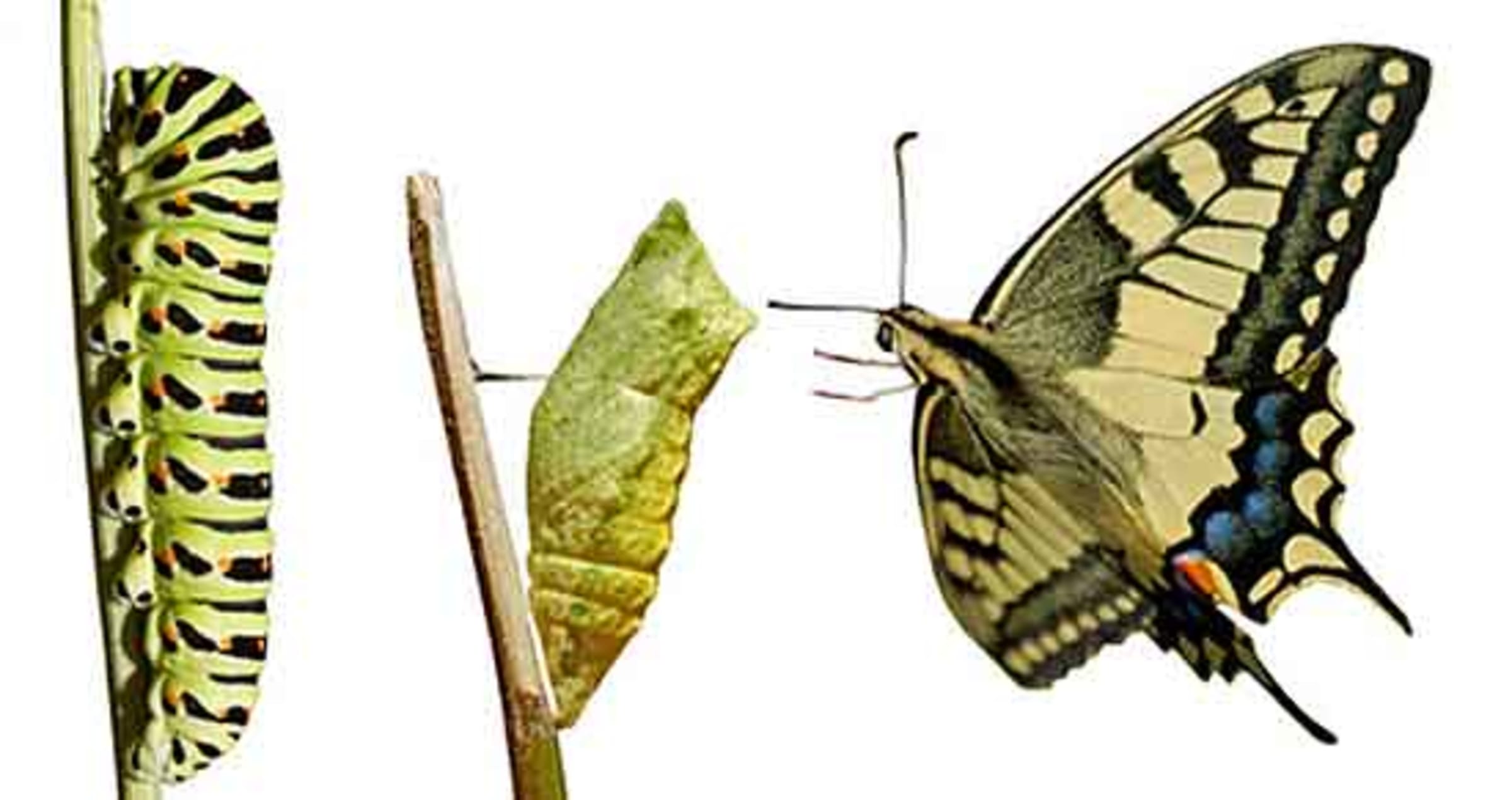 Lebensweisheit – Probleme gehören zum Leben