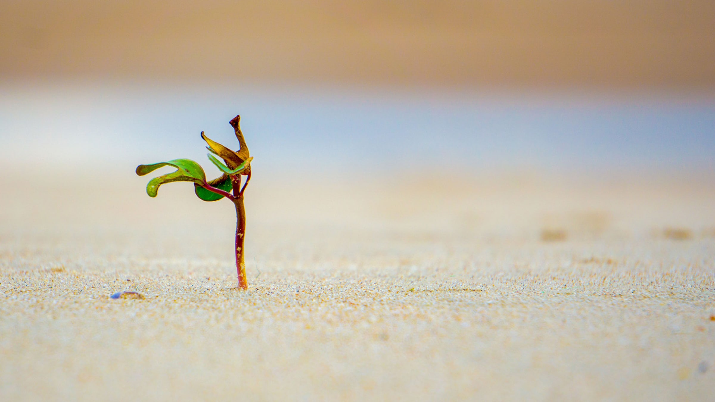 Resilienz: Seelische Widerstandsfähigkeit und Belastbarkeit trainieren und stärken