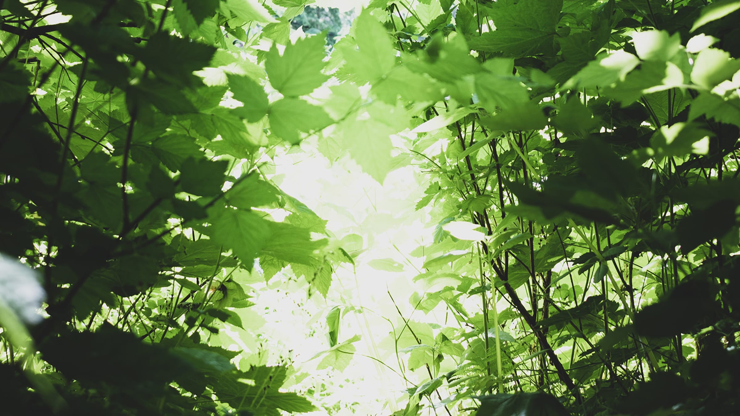 Mein Weg aus der Depression: Eine Liebeserklärung an die Liebe