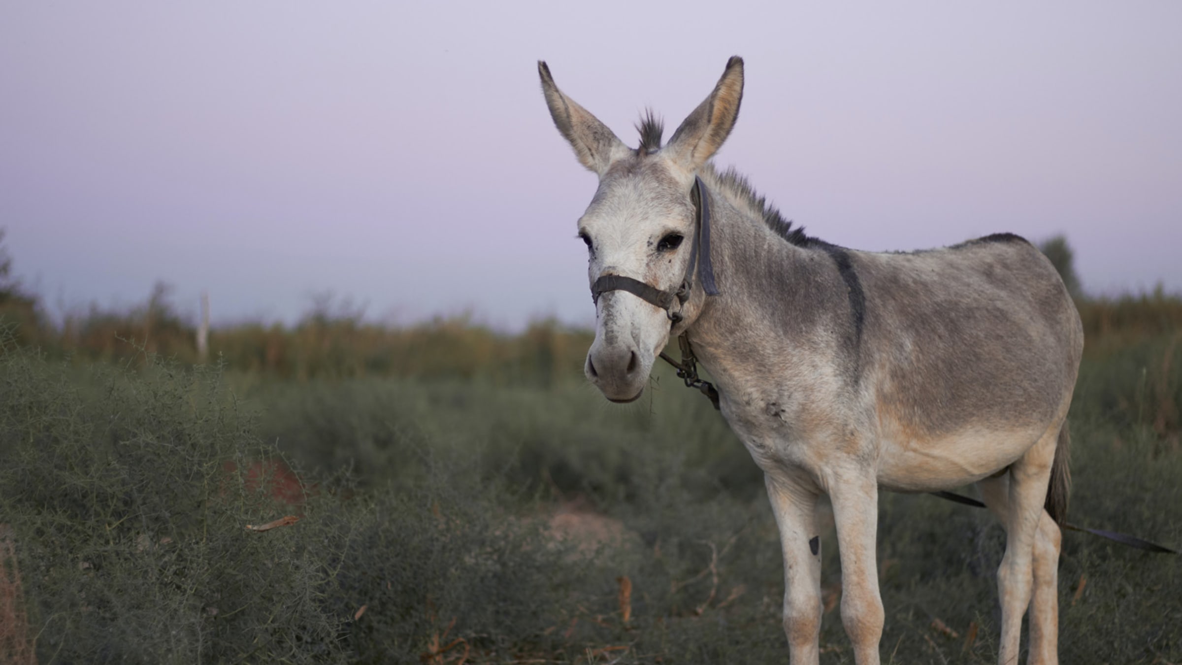 Lebensweisheit in einer arabischen Geschichte