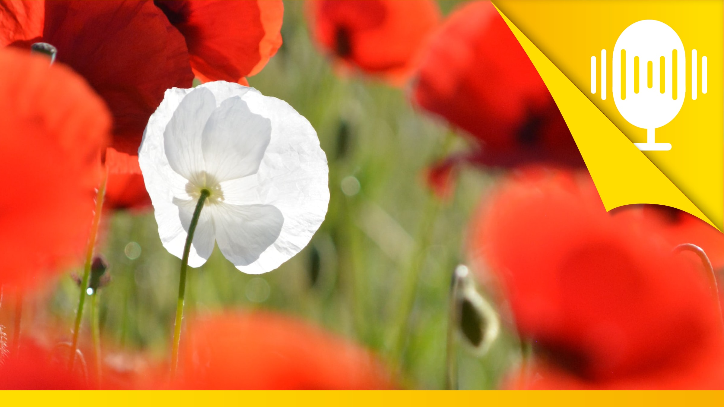 Sei du selbst, sei anders! – Podcast #17