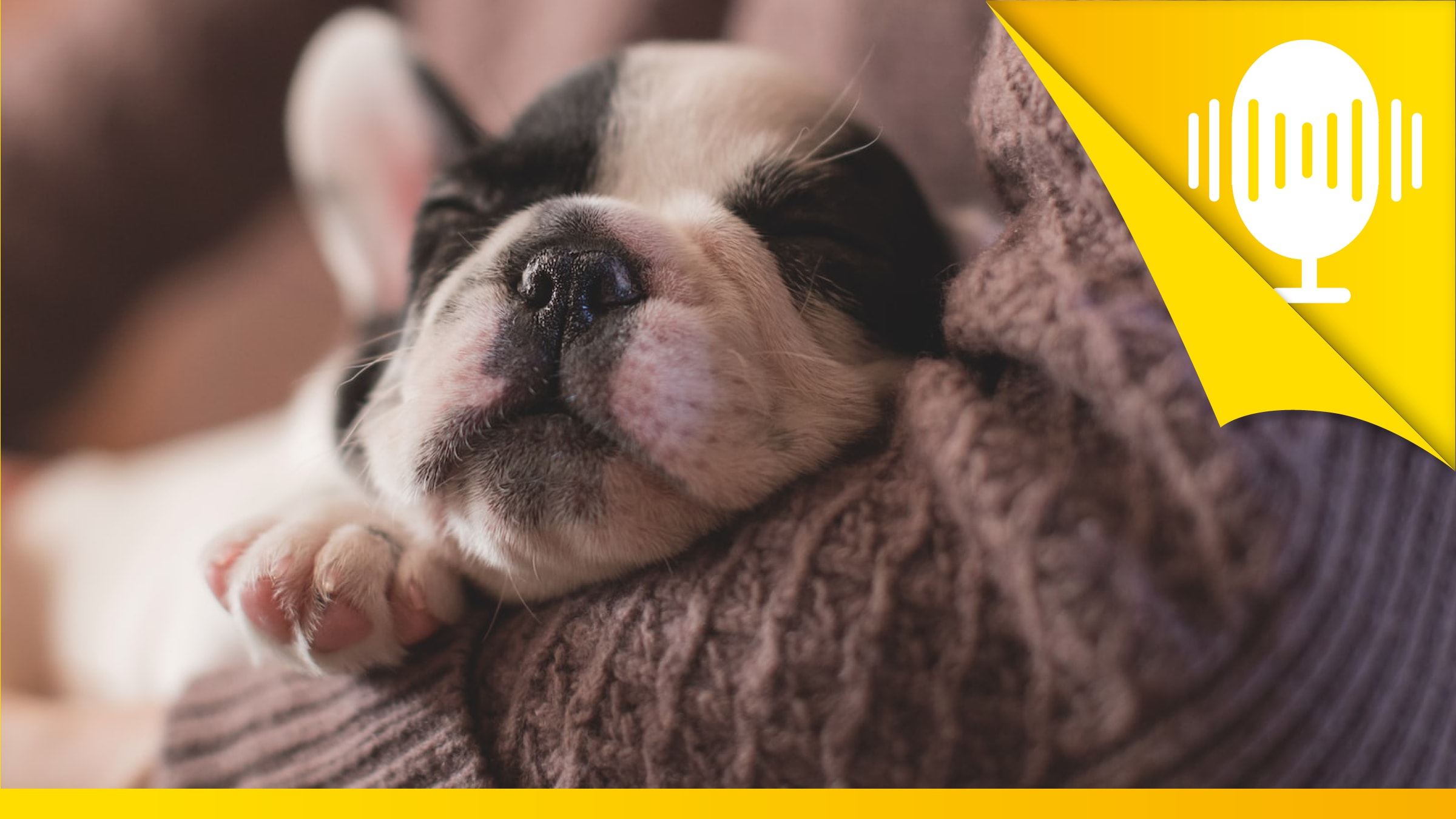 Von der Dogge zum Schoßhündchen. So bändigst du deinen inneren Schweinehund – Podcast #94