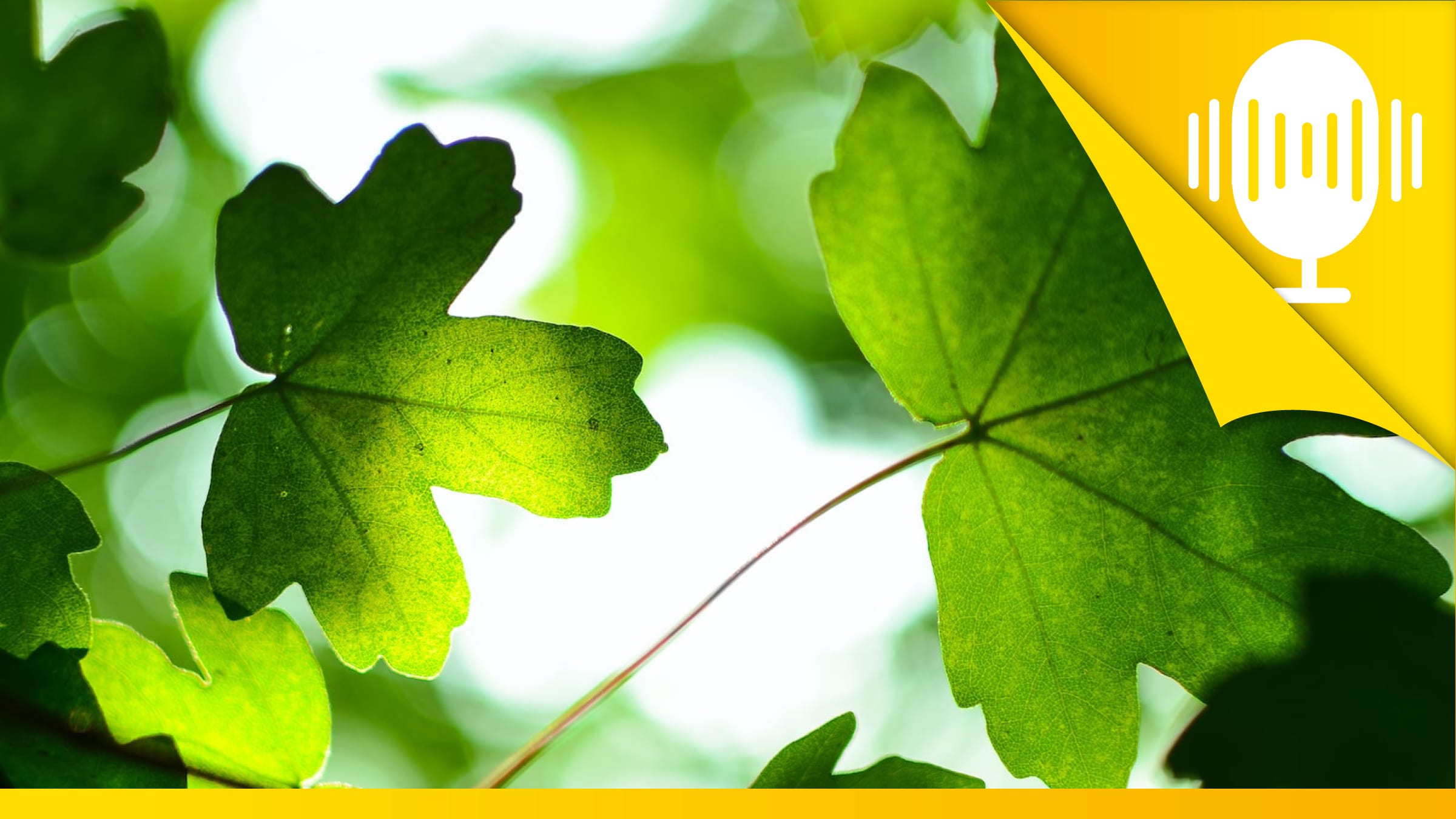 Die Natur ist Sinnbild für dein Leben – Podcast #74