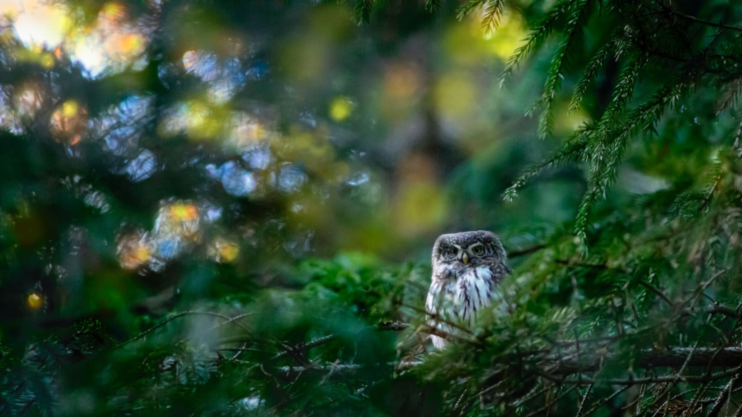 Vögel beobachten – gegen Stress und für mehr Verbundenheit mit der Natur