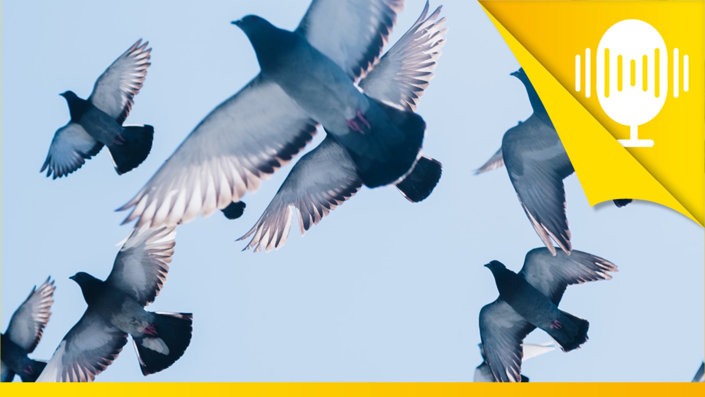 Wie lerne ich, mein Verhalten in Gruppen zu steuern? – Podcast #102