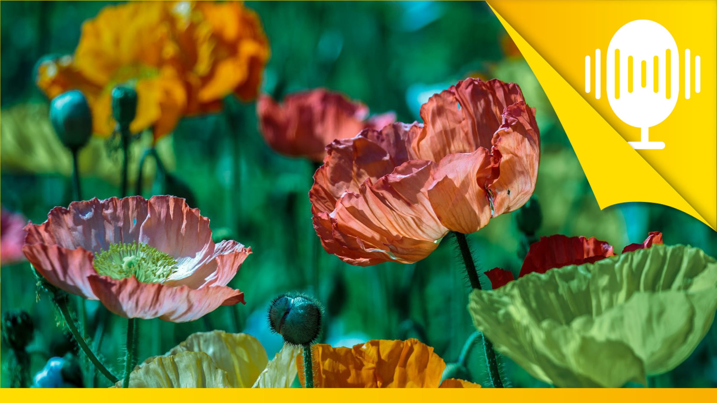 Du wirst zum Vorbild, wenn du dich traust, so zu sein, wie du bist – Podcast #133