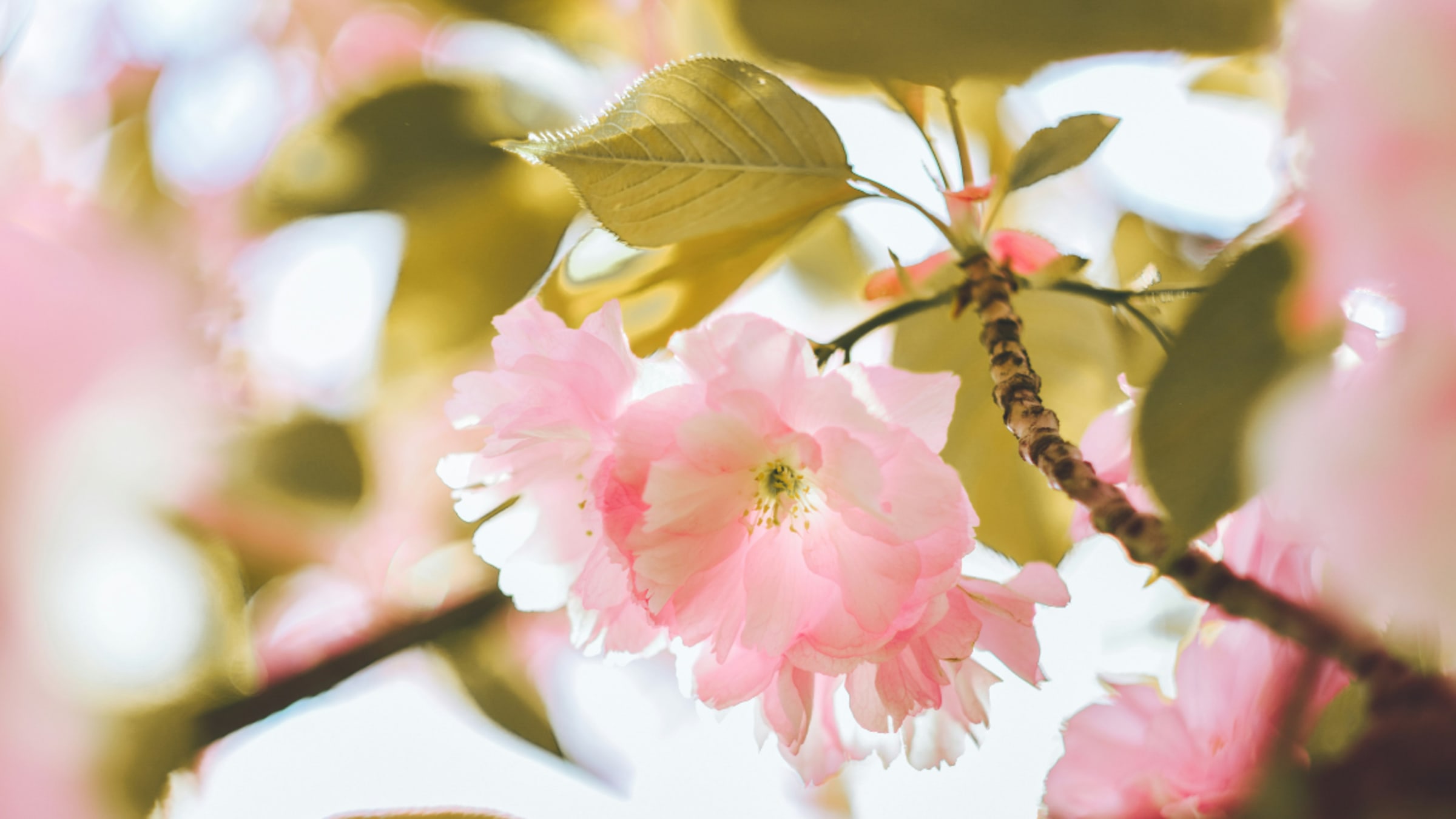 Frühlingsgefühle: Spüre die Energie und die Leichtigkeit des Neuanfangs