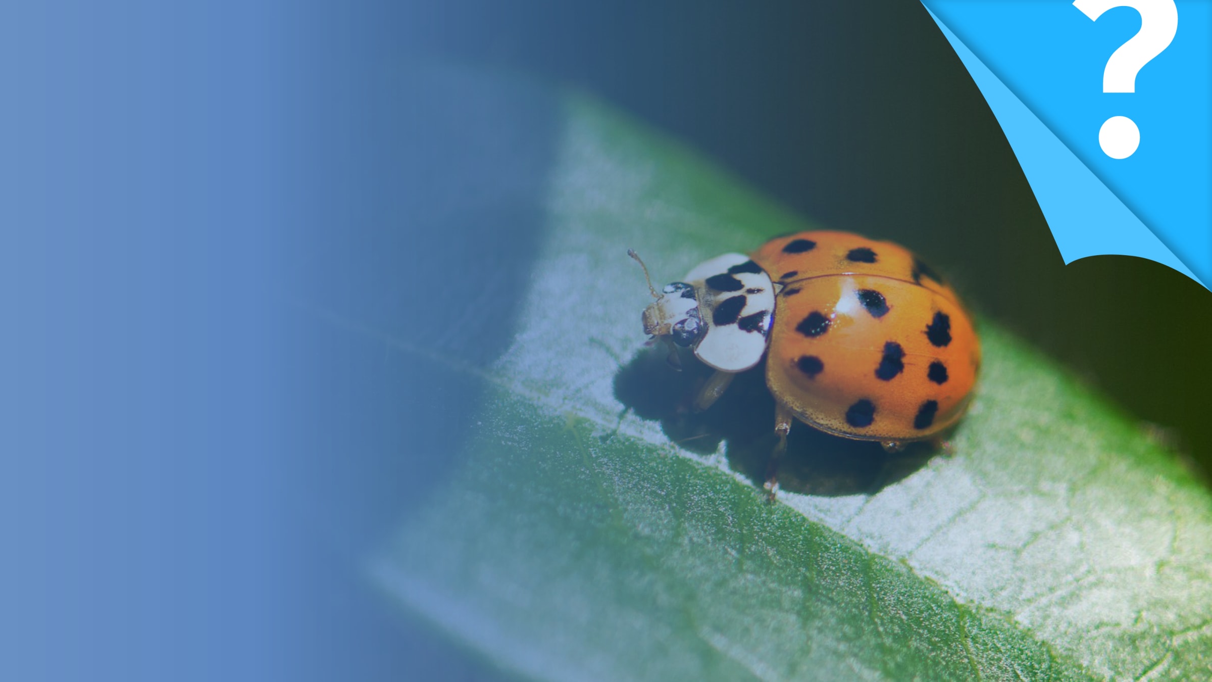 Glück – das intensive Gefühl inneren Wohlbefindens