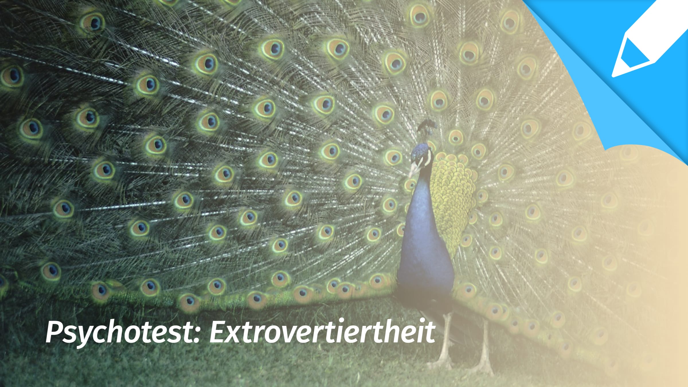 Psychotest Extraversion: Bin ich eher extravertiert oder introvertiert? 