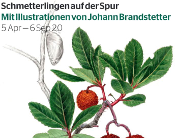 Image: Schmetterlingen auf der Spur