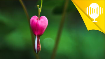 Kümmere dich um deinen Kummer – Podcast #168