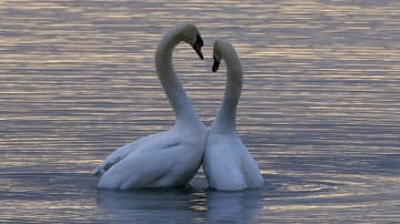 Was ist Liebe und wie kannst du sie am Leben halten?