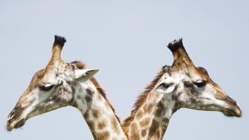 Schweigen – wenn man sich nichts mehr zu sagen hat