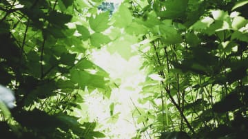 Mein Weg aus der Depression: Eine Liebeserklärung an die Liebe