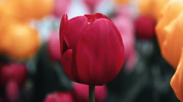 Die wahre Ursache Ihrer Gefühle