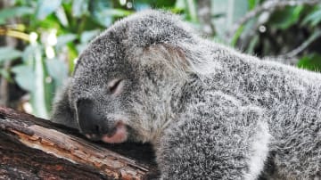 Schlafstörungen - häufige Fragen