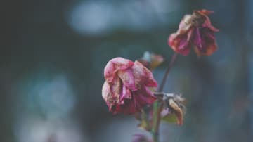 Trauer und Verzweiflung über den Verlust eines geliebten Menschen