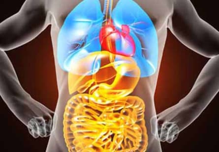 Der menschliche Körper ist ein biologisches Wunder