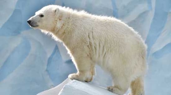 Dein Gehirn braucht positiv formulierte Anweisungen