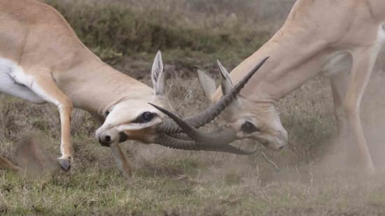 Konflikte – Ursachen und Auswirkungen