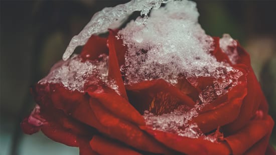 Sich entlieben: Warum vergeht die Liebe zum Partner oder zur Partnerin?