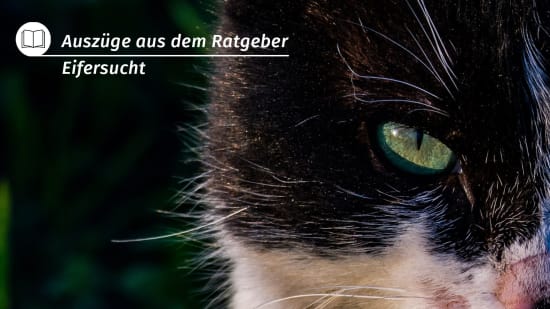 Eifersucht Ratgeber