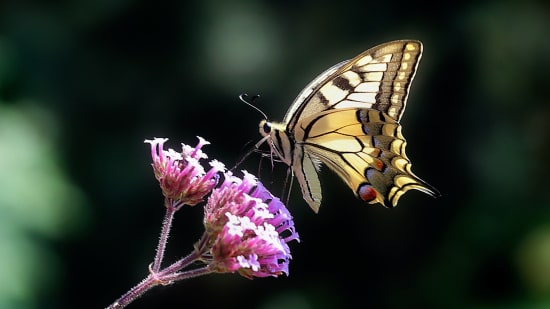 7 Tipps für ein bewusstes Erleben deines Alltags