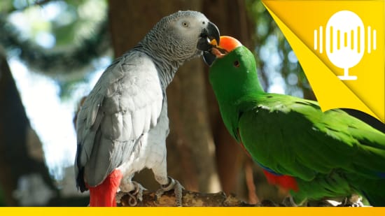 Liebe ist, anderen ihr Anderssein zu gestatten – Podcast #22