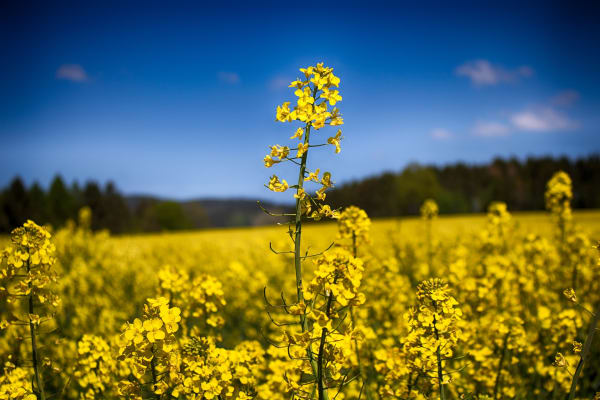 Bitterer Raps: Neue Erkenntnisse über Proteine
