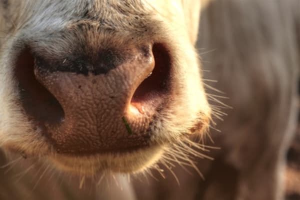 EFSA Bericht zu Tierarzneimittelrückstände und Kontaminanten
