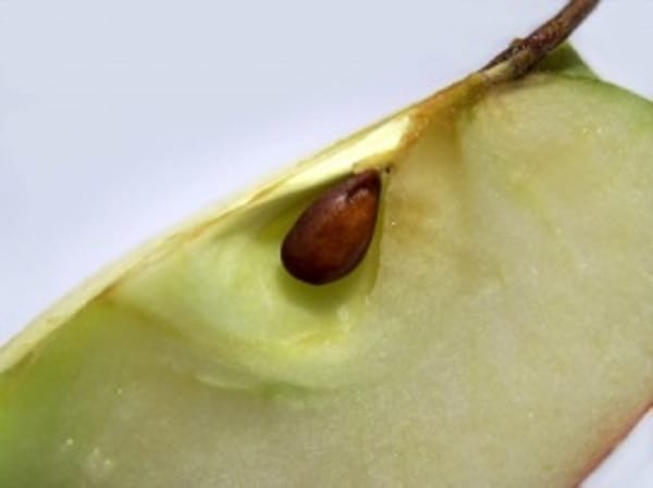 Obstbreie für Babys mit viel Zucker