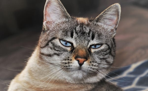 Anti-Kater-Werbung auf Lebensmitteln unzulässig
