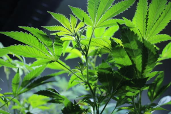Tetrahydrocannabinol in hanfhaltigen Lebensmitteln