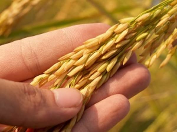 Crispr-Reis mit unerwarteten Effekten