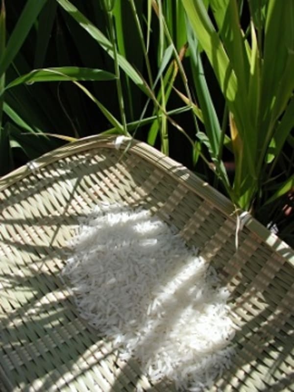 Reis mit Arsen belastet