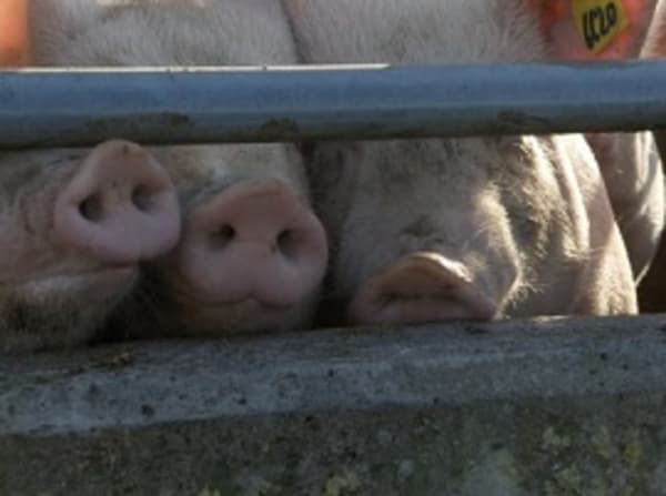 Höchstgrenzen bei Tierarzneimitteln weitgehend eingehalten