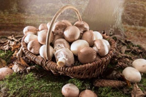 Vitamin D-Bedarf mit „Vitamin D Pilzen“ decken