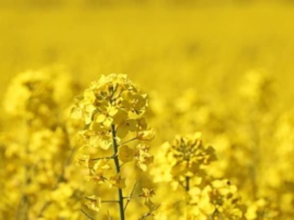 Nachweis der neuen Gentechnik erstmals gelungen?