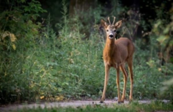 Wilderzeugnisse - alles korrekt angegeben?