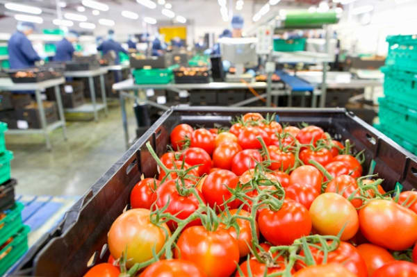 Pestizide in Tomaten