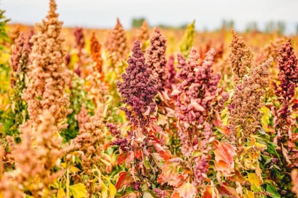 Quinoa meist frei von Pestiziden