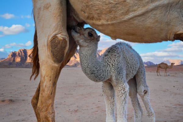 Kamelmilch als Alternative zu Kuhmilch