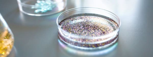 Nachgewiesen: Getreidepflanzen nehmen Nanoplastik auf