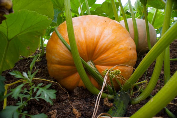 Pestizidrückstände in Speisekürbis?