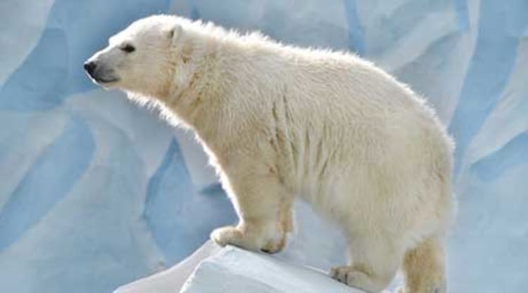 Dein Gehirn braucht positiv formulierte Anweisungen