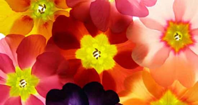 Das Streben nach Glück: 5 Tipps zum Glücklich sein