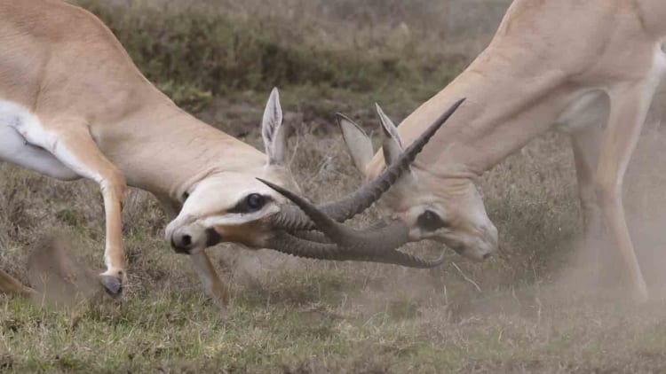 Konflikte – Ursachen und Auswirkungen