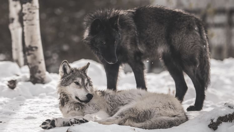 Weisheit Zum Thema Gefuhle Die Geschichte Von Den Zwei Wolfen