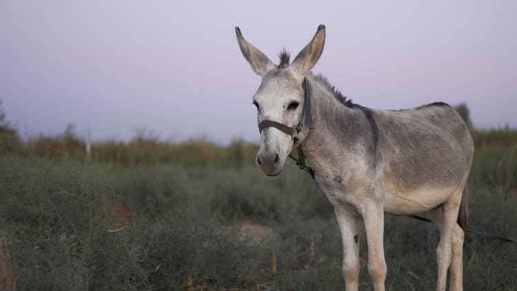 Lebensweisheit in einer arabischen Geschichte